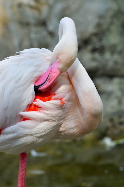 Grotere Flamingo