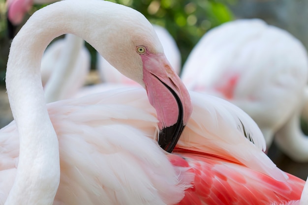 Grotere flamingo
