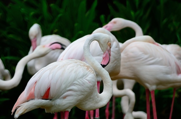 Grotere flamingo