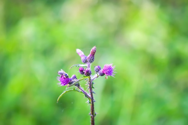 Grotere klis paarse stekelige bloemen Arctium lappa plant