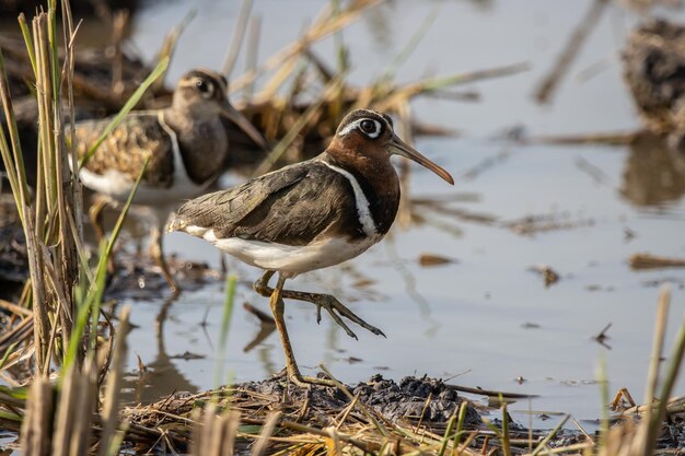 Foto grotere paintedsnipe op de grond close-up schot dierportret