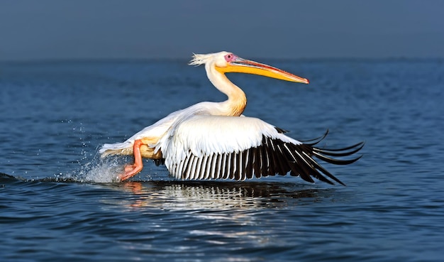 Grotere pelikaan vliegt over de kust van Lake Naivasha