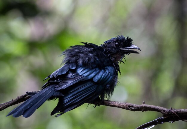 Grotere Rackettailed Drongo Dicrurus paradiseus op banch tree in park