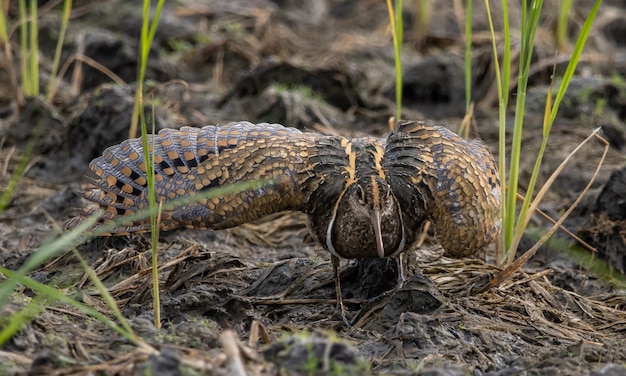 Grotere snipe op de grond Dierenportret