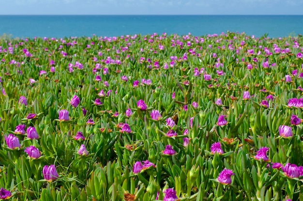 Ground cover of carpobrotus edulis also known as hottentot fig in the falesia beach agarve portuga