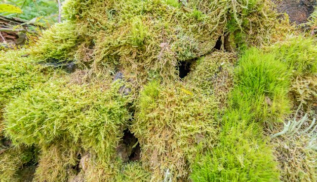 Foto vegetazione della copertura del suolo