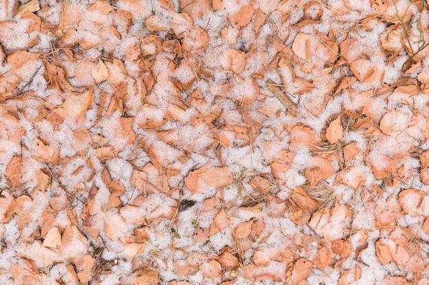 Ground covered with autumn dry leaves and fist snow