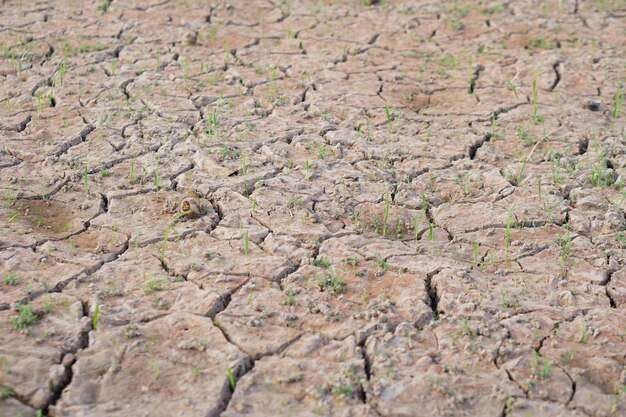 水位が下がって割れた地面は緑の草