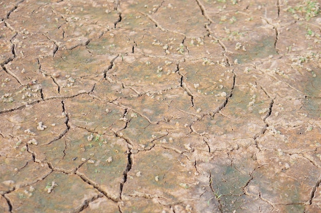 水位が下がって割れた地面は緑の草