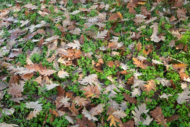 Ground full of fallen oak leaves