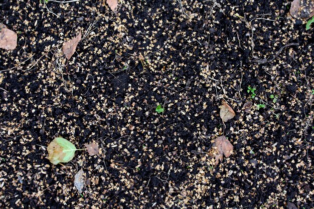 ground in the garden in autumn