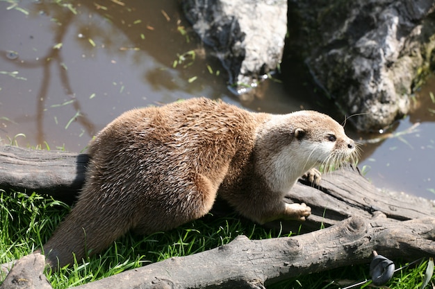 Ground hog in the grass