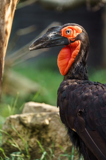 Ground Hornbill