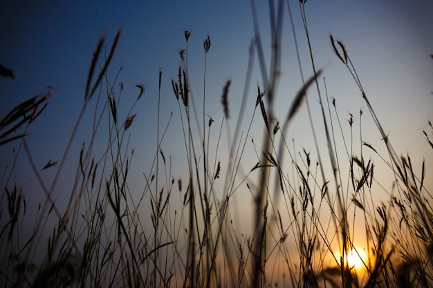 Ground level shot of grass stems silhouettes against setting sun as natural background