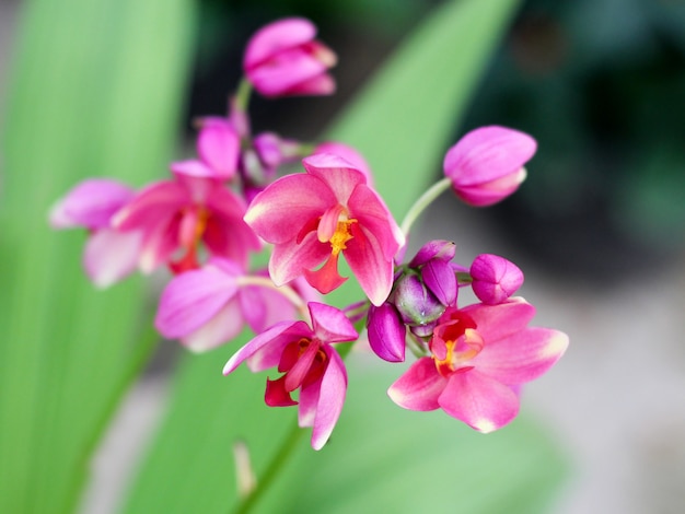 Ground orchid on greenery