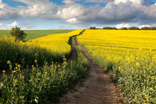 Ground Road in Flowering Field beautiful countryside