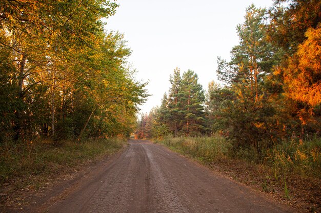 Ground road into fog at summer sunrise