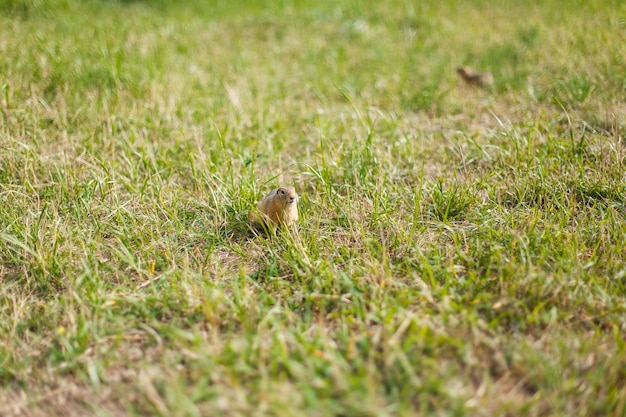 Ground squirrel in grass field close up horizontally