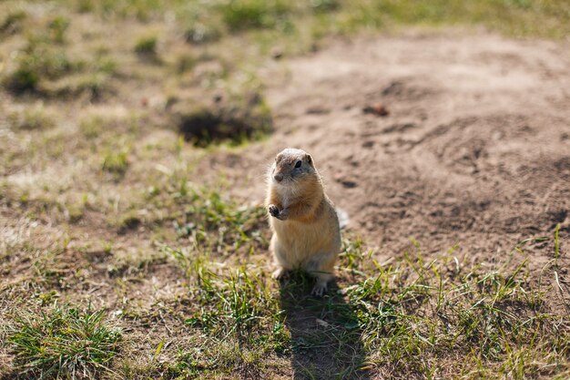 Ground squirrel in grass field close up