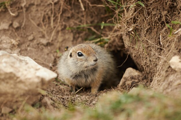 写真 野生の近距離の地面リス 草の中のネズミの背景がぼやけています