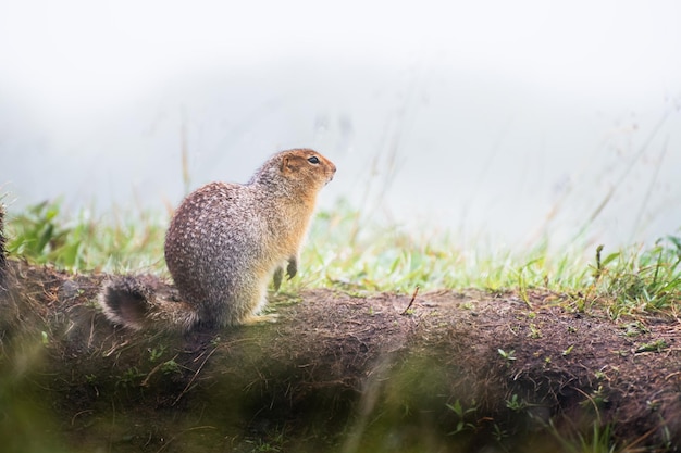 Ground squirrel is sitting in the grass near its burrow Wildlife of Kamchatka Russia Summer nature