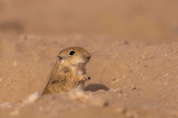 A ground squirrel is standing in the sand.