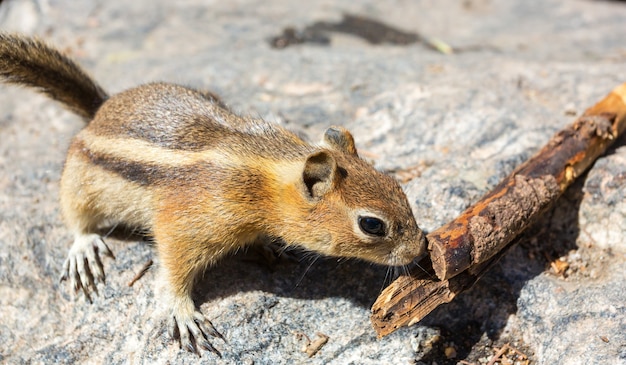 Photo ground squirrel smell wooden twig.