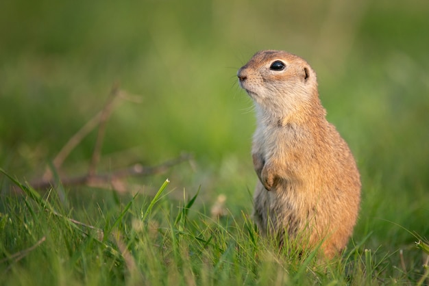 Суслик (spermophilus pygmaeus) стоит в траве