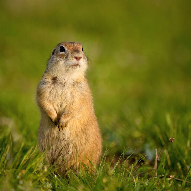 Ground squirrel standing in the grass