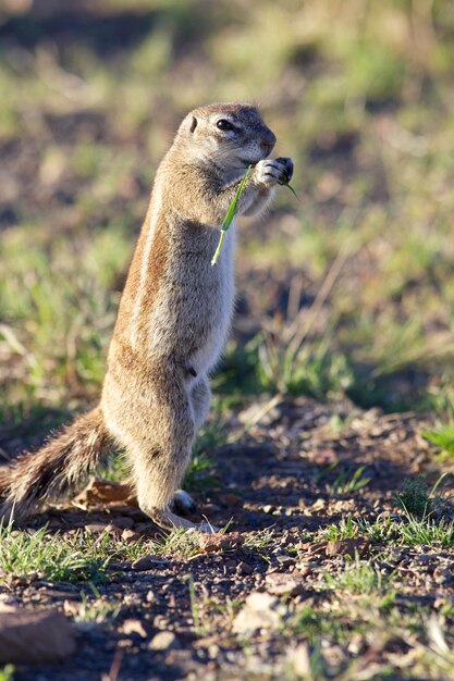 Photo ground squirrel