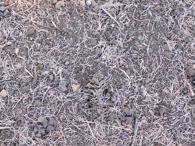 Ground texture