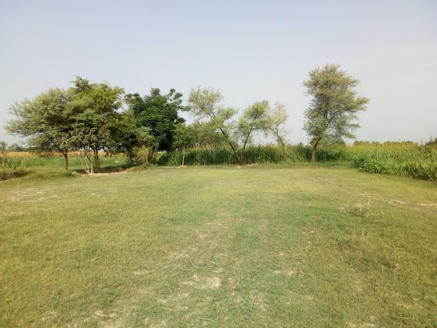 Ground and the trees in background