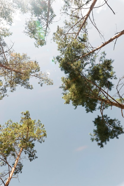 Foto alberi di vista al suolo alla luce del giorno