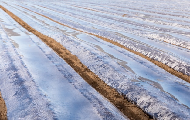 Ground with plastic protecting strips for plant in field, early spring, april, in Norway.