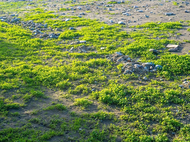 Ground with stones and fresh grass Coastal sea Background of earth and grass