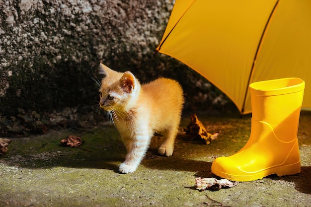 地面に、黄色い傘とゴム長靴の横にある小さな赤い子猫