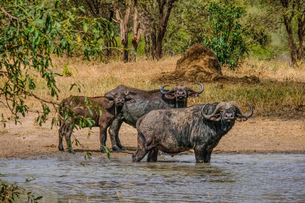Group of 3 waterbuffalos in the lake gazing towards camera