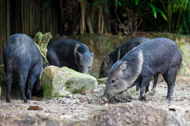 Group of 4 wild boars