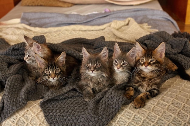 Gruppo di 6 simpatici gattini maine coon sdraiati in una calda coperta grigia