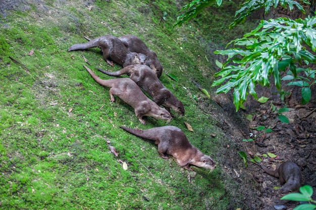 Foto gruppo di 6 lontre