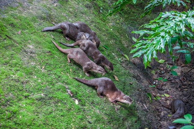 6カワウソのグループ