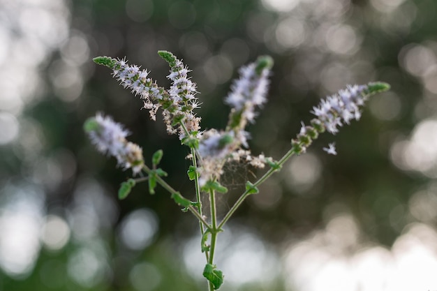 Actaea racemosa 꽃 그룹 - 색 꽃차례