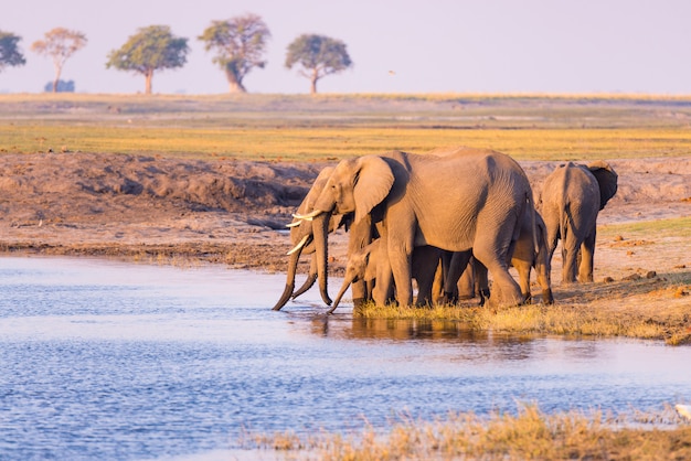 Группа в составе питьевая вода африканских слонов от реки Chobe на заходе солнца. Национальный парк Chobe, граница Намибии Ботсваны, Африка.