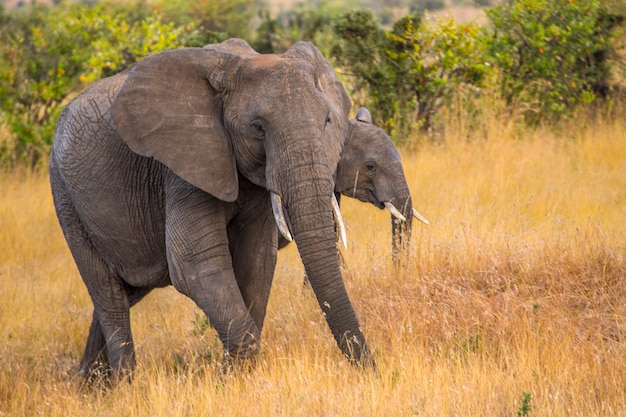 A group of African elephants in the Masai Mara national park, animals in the wild in the savannah. Kenya