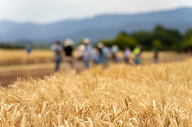 Photo group of agro business farmers in a field learning about wheat and barley crops