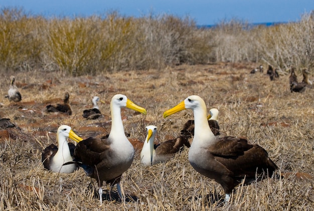 Group of albatross on the ground