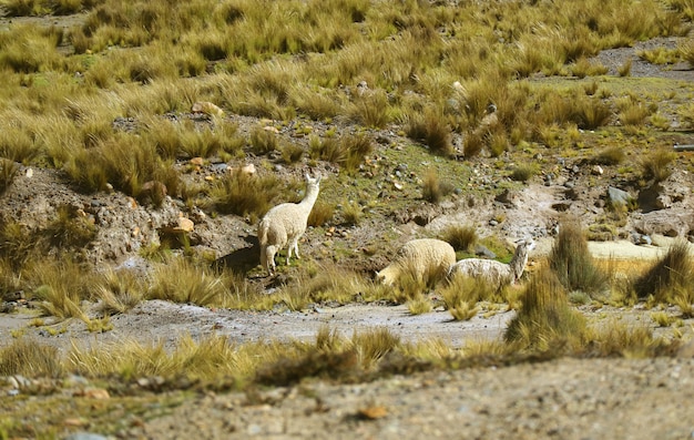 ペルー、アレキパ、サリナス・イ・アグアダ・ブランカ国立保護区の草地で放牧されているアルパカのグループ