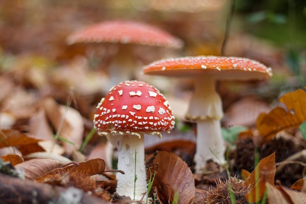 Group of Amanita Muscaria mushrooms, with its characteristic white spots on the hat.