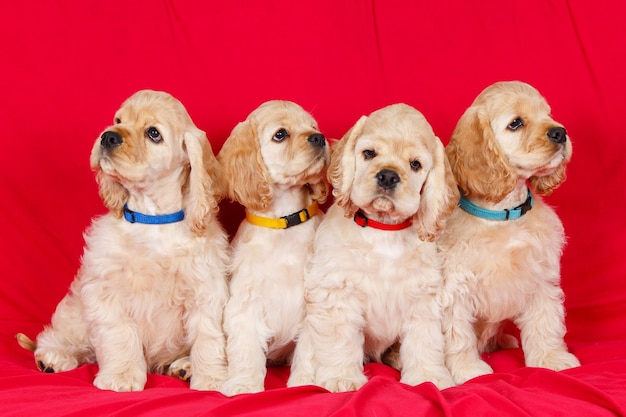 Group of american cocker spaniel puppies on red background