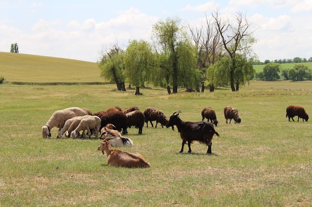 Photo a group of animals in a field